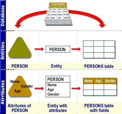 Requirements analysis, Logical design, Physical design, Implementation, (Monitoring, modification, and maintenance)